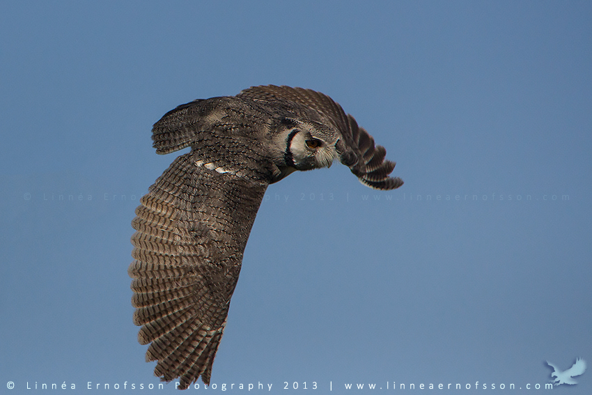 Gizmo the White-faced Owl