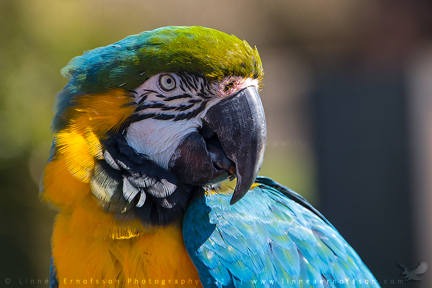 Harry the Blue and Yellow Macaw