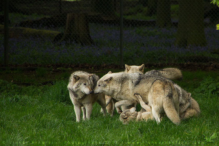 Canis lupus