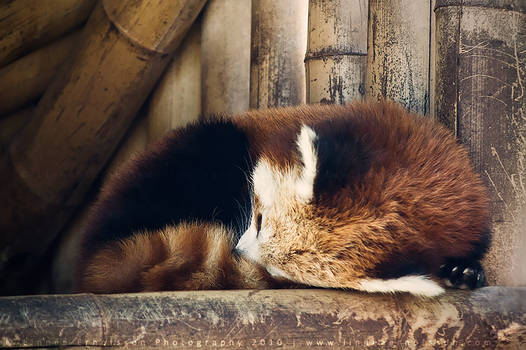 Red Panda *