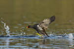 Common Moorhen by linneaphoto