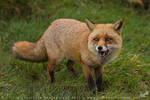 Vulpes vulpes by linneaphoto