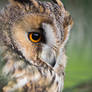 Long-eared Owl