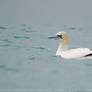 Gannet