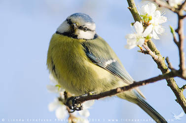 Eurasian Blue Tit by linneaphoto