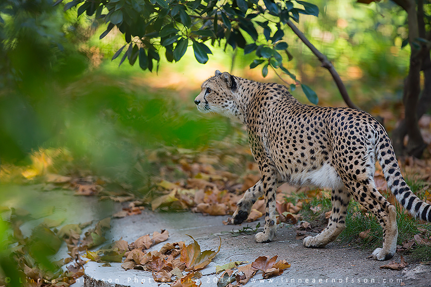 Cheetah