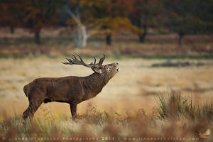 Red Deer