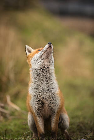 Red Fox by linneaphoto