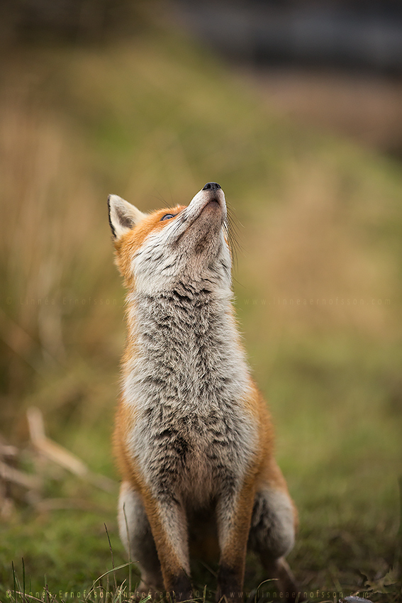 Red Fox