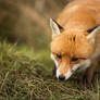 Hungry Fox