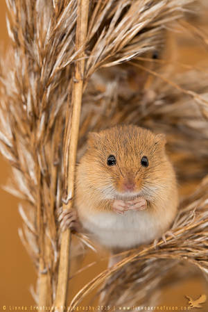 Harvest Mouse by linneaphoto