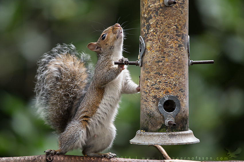 Birdfeeder Worship