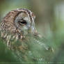 Tawny Owl