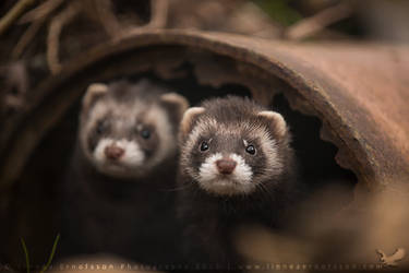 Polecats by linneaphoto