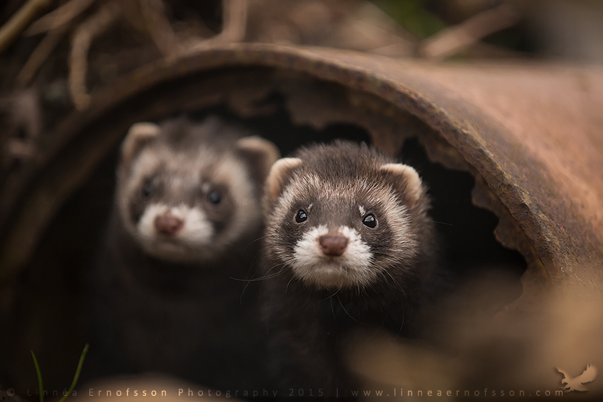 Polecats