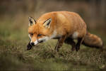 Sneaky Fox by linneaphoto