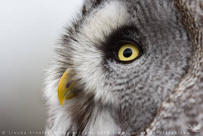 Great Grey Owl