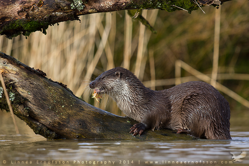 Otter