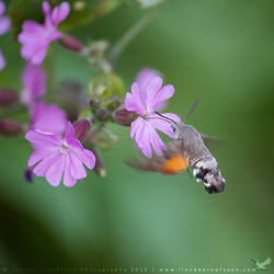 Hummingbird Hawkmoth