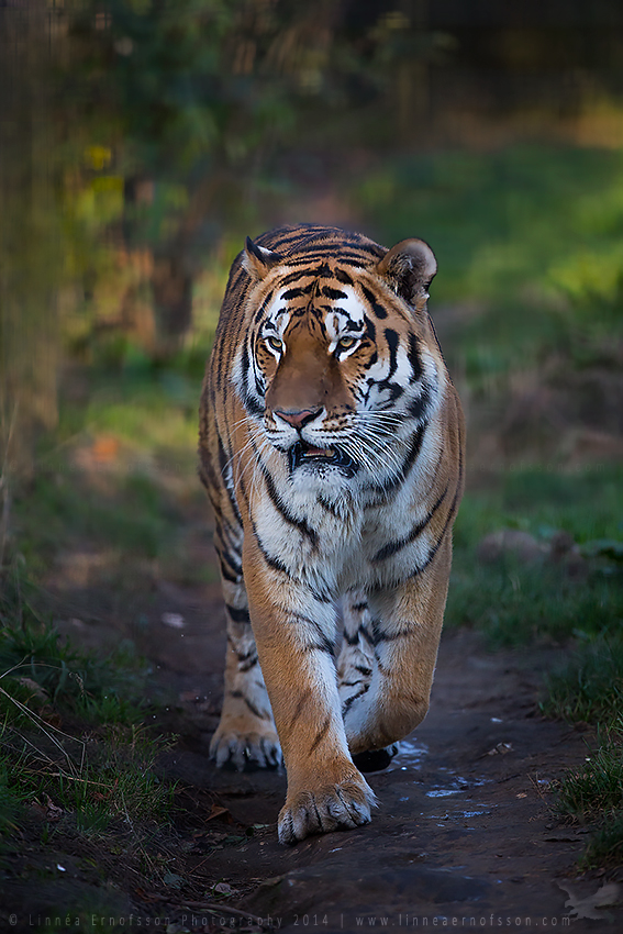 Botzman the Amur Tiger