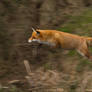 Jumping Fox