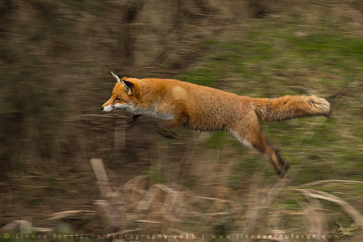 Jumping Fox