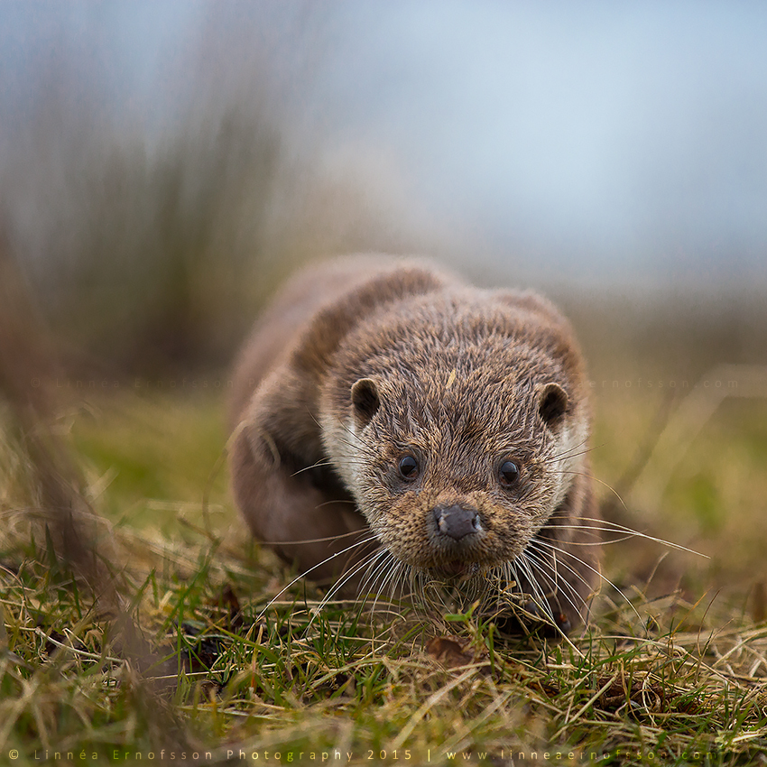 Sneaky Otter