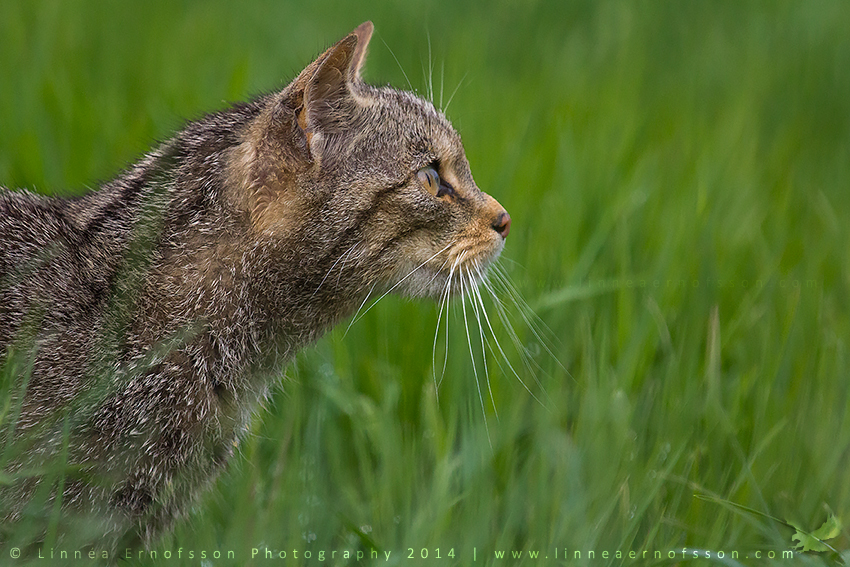 Wildcat