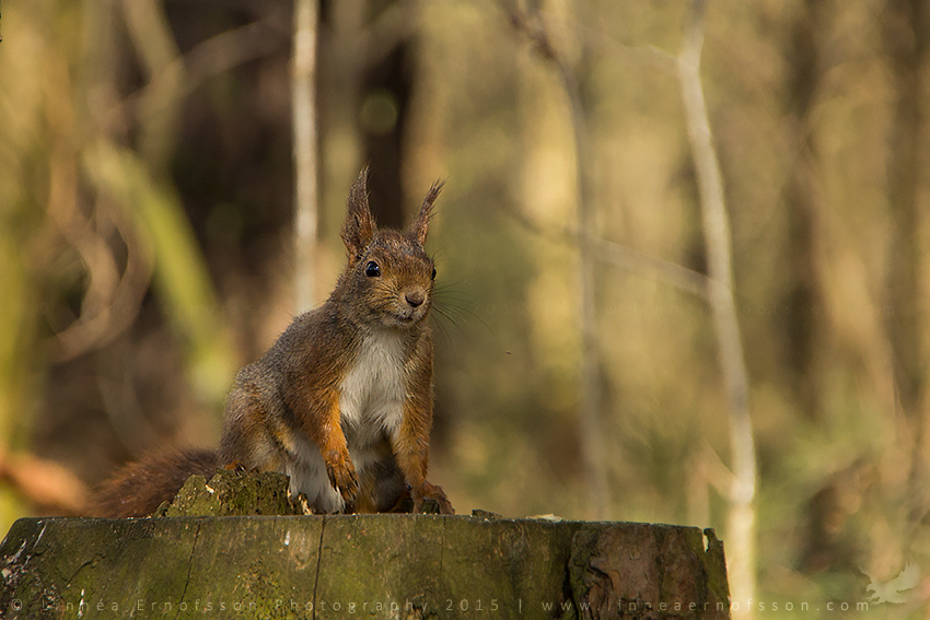 Red Squirrel