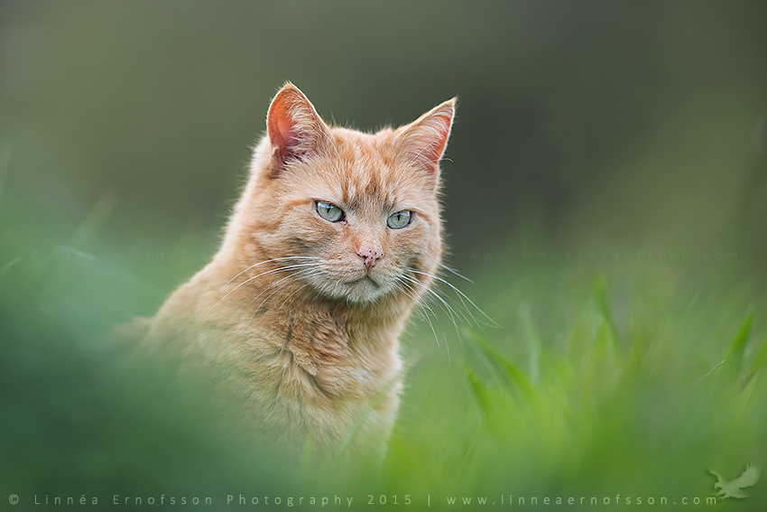 Cuddly Cat by linneaphoto Cuddly Cat by linneaphoto