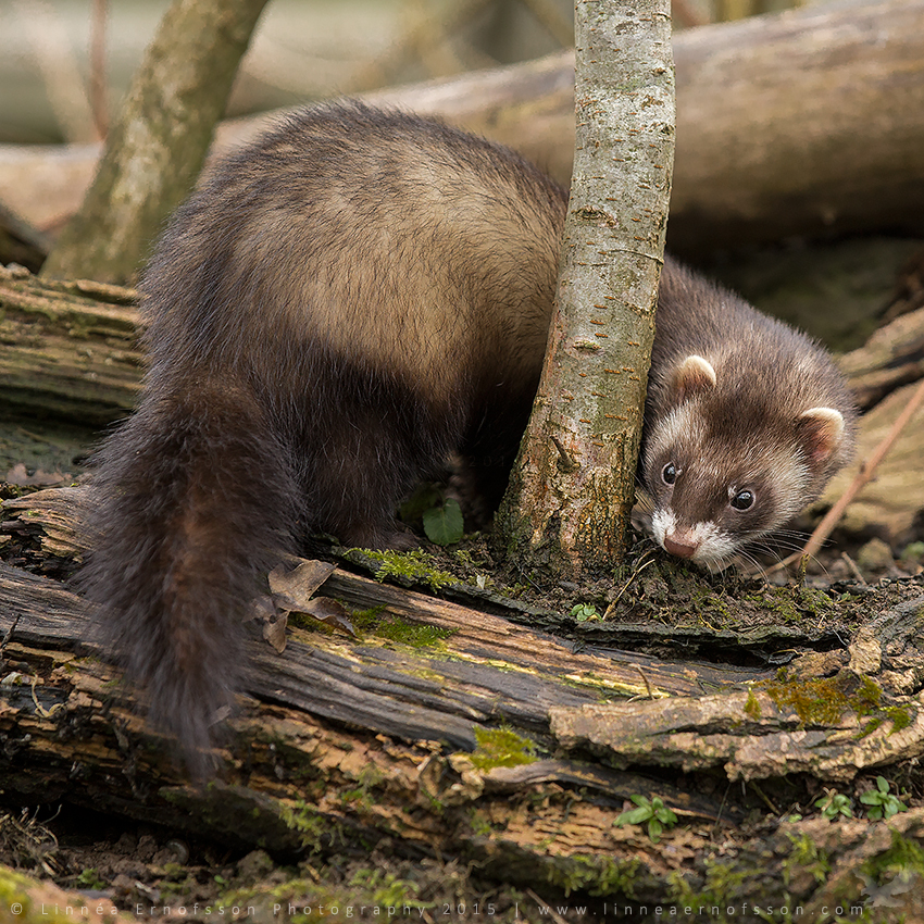 Polecat