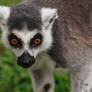 Curious Lemur