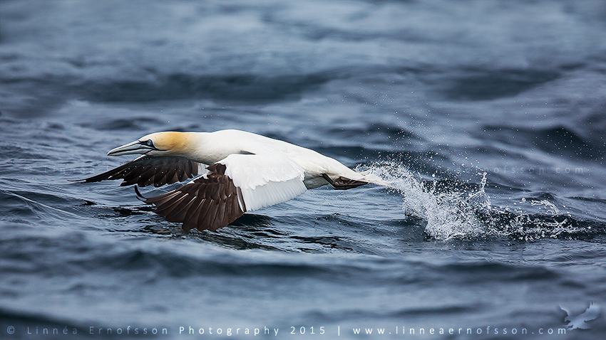 Gannet taking off