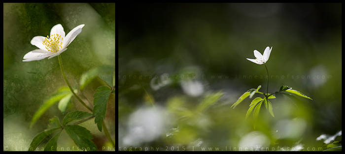 Springflowers 2015: Wood Anemone