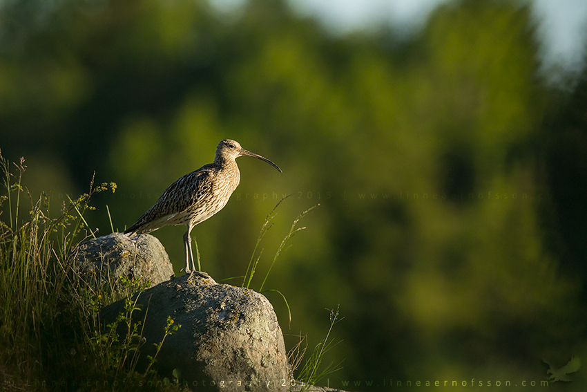 Curlew