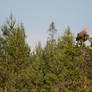 White-tailed Eagle