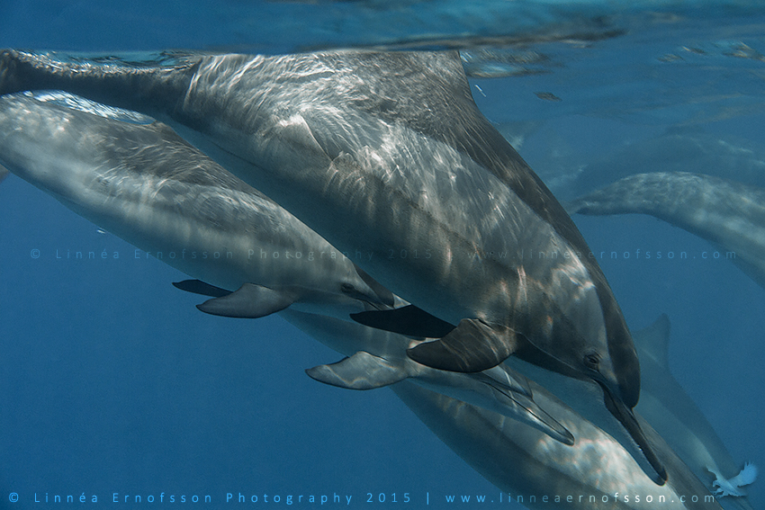 Spinner Dolphins