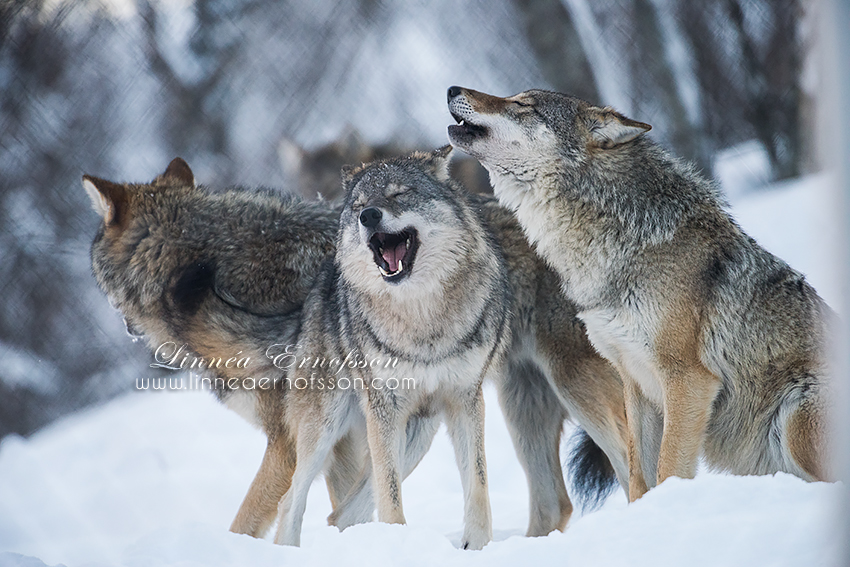 Happy Singing Wolves by linneaphoto on DeviantArt