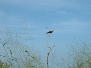 Osprey