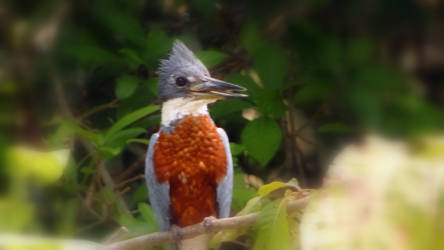 martin  of pantanal