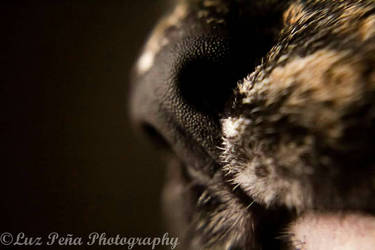 Macro Nose