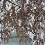 Weeping Cherry #4