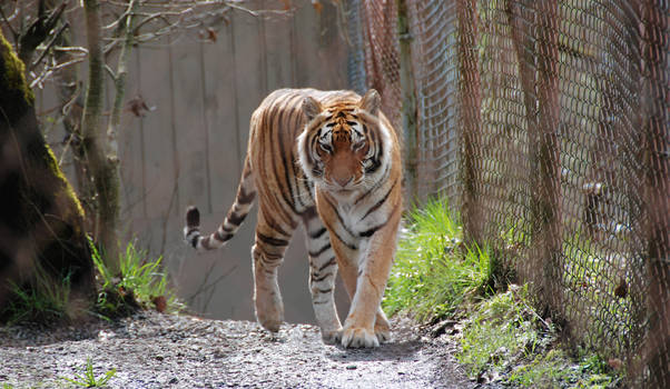 Strutting