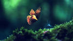 Magic Butterfly by Aurelien-Minozzi
