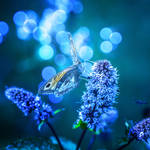 Butterfly by Aurelien-Minozzi