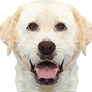 Labrador