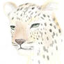 Pencil Crayon Leopard