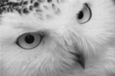 Owl Stencil (Dithering)
