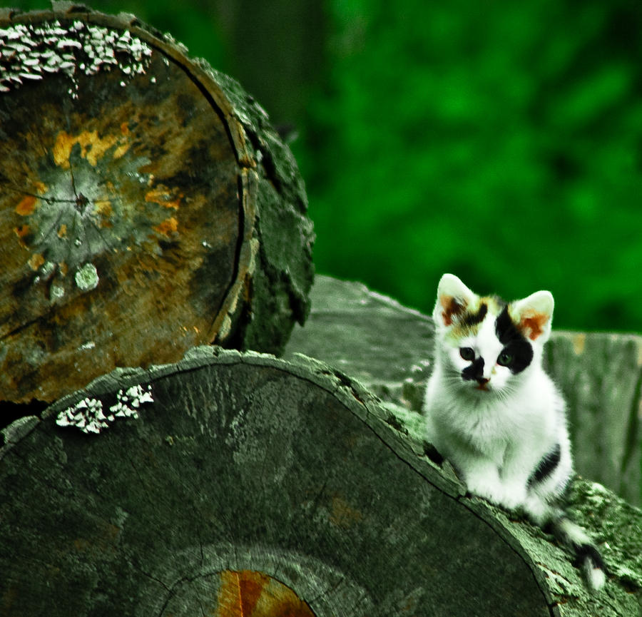 Cat on Log