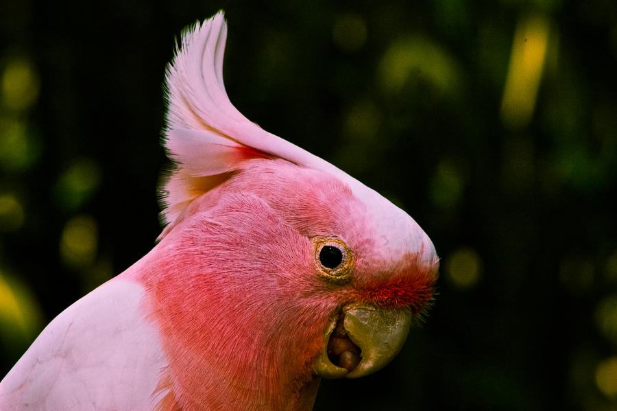 Pink Bird